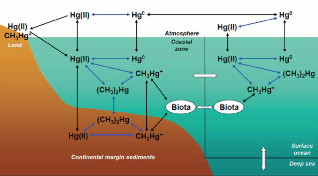 Mercury in the Anthropocene Ocean
