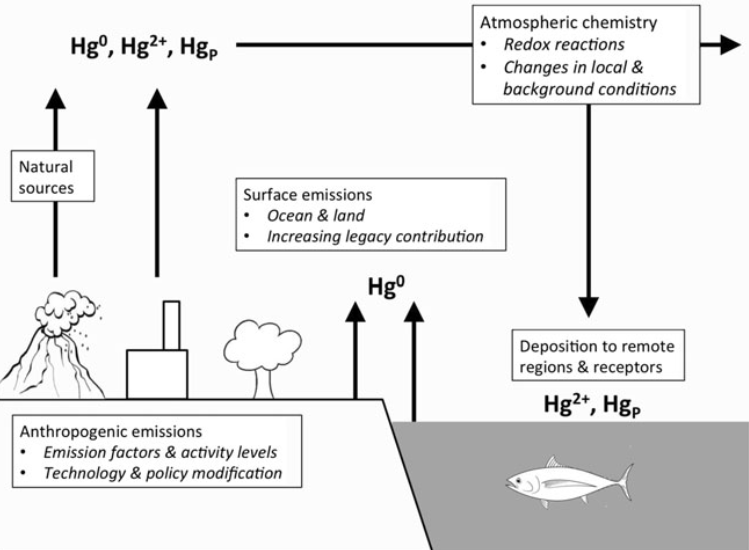 Uncertainties in Atmospheric Mercury Modeling for Policy Evaluation