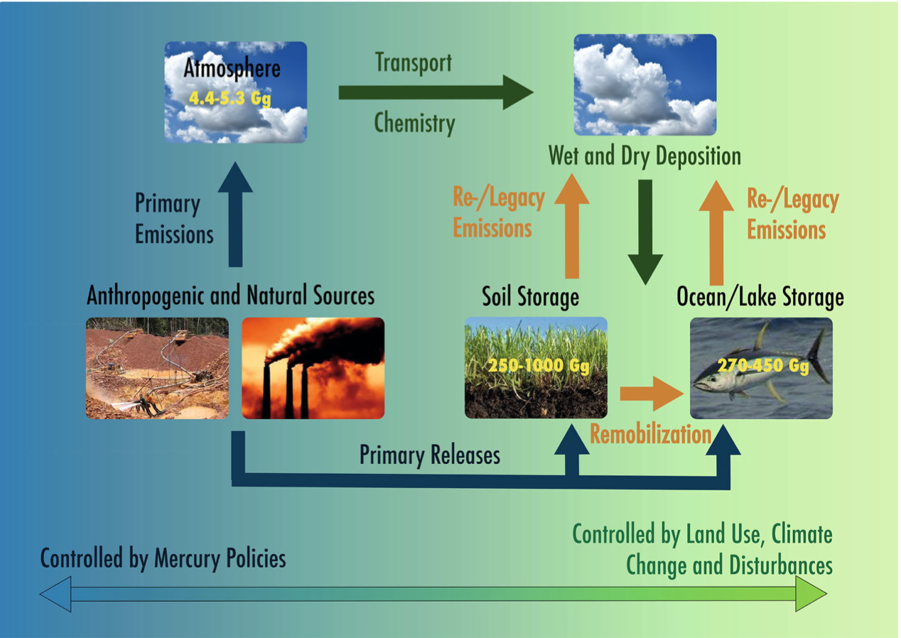 A review of global environmental mercury processes in response to human and natural perturbations: changes in emissions, climate, and land use.