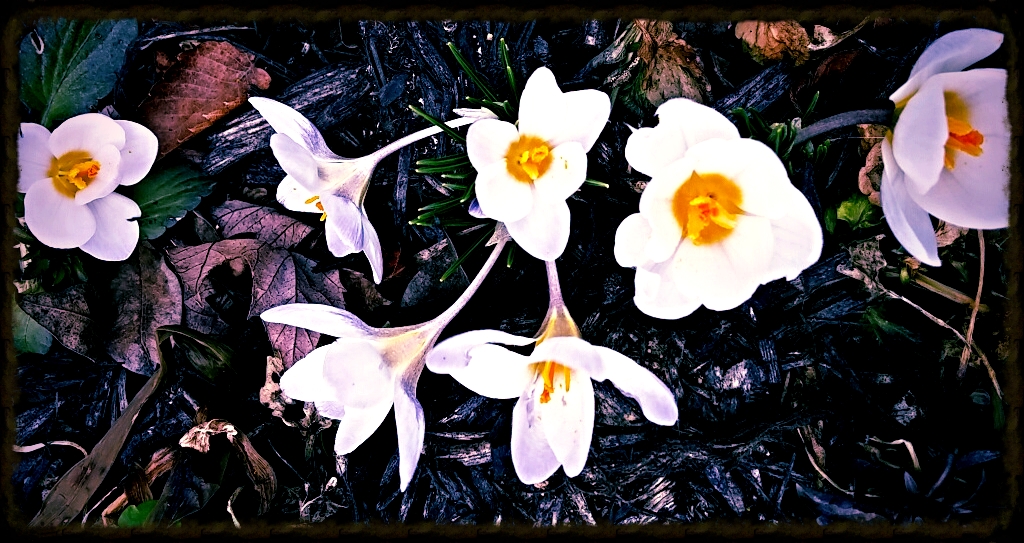 Easter flowers