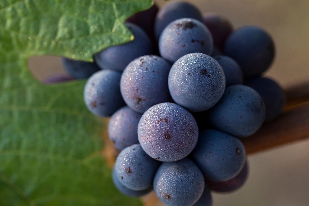 These are our beautiful Pinot Noir and Chardonnay grapes,which we planted on our estate vineyard! We will harvest them next year in 2017 and will bottle this wine in 2019.