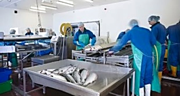 Multinationals competing to meet global demand for seafood must not displace small-scale fisheries, Dr Rebecca Metzner said, and new UN voluntary guidelines aim to promote a sustainable approach. File photograph: Getty Images
