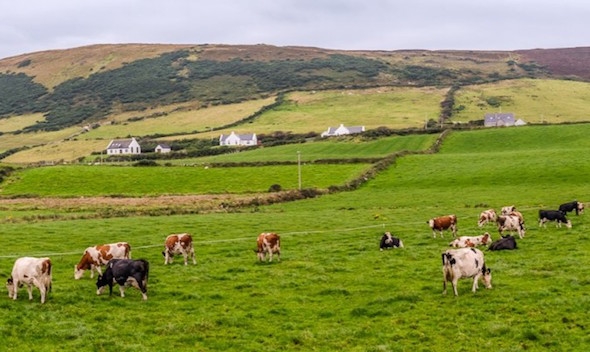 Dairy cows in County Mayo in the west of Ireland. (Pat O’Malley via Flickr)
