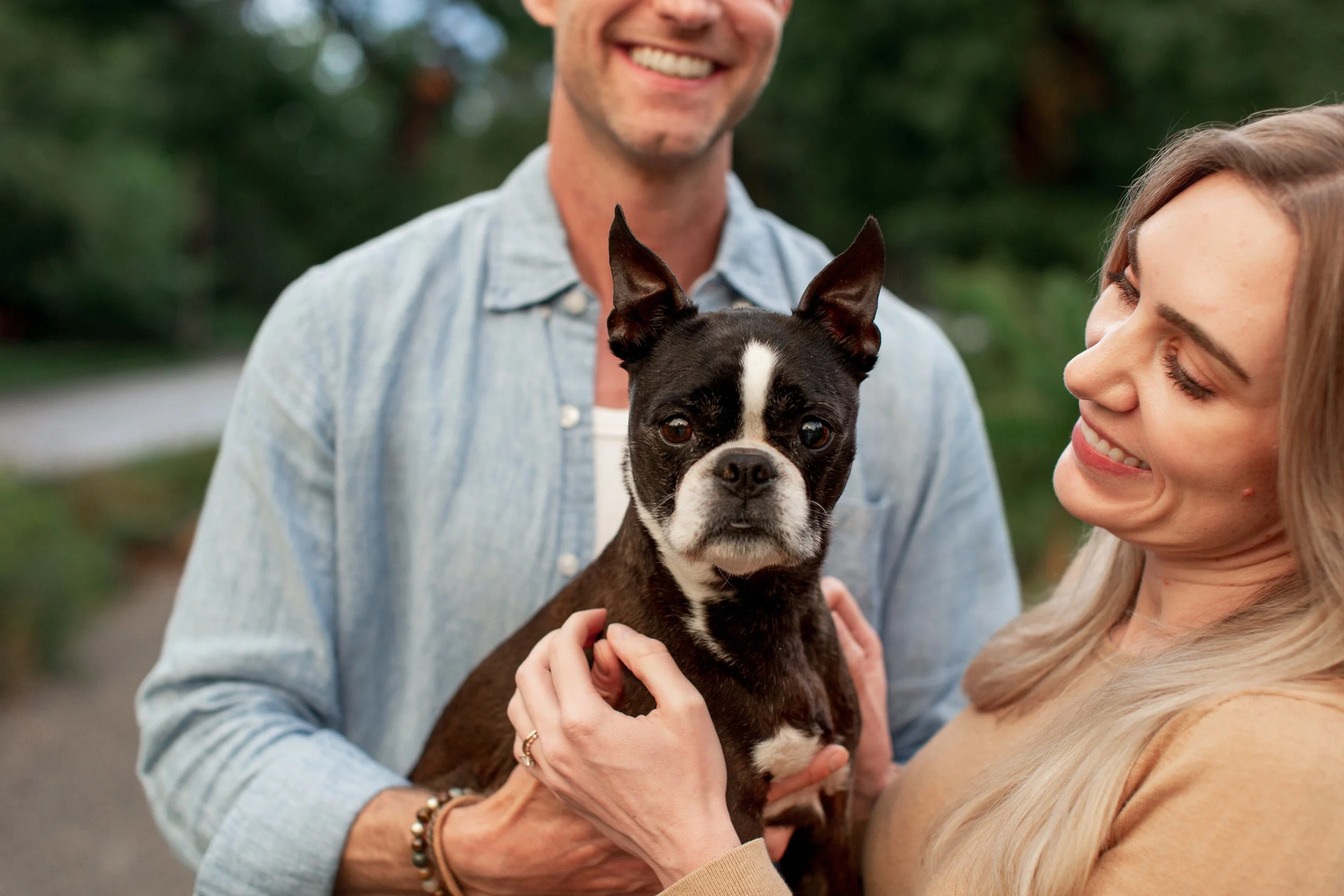 Senior Boston Terrier photographed outdoors in Denver during a pet memorial photography session with her owner.
