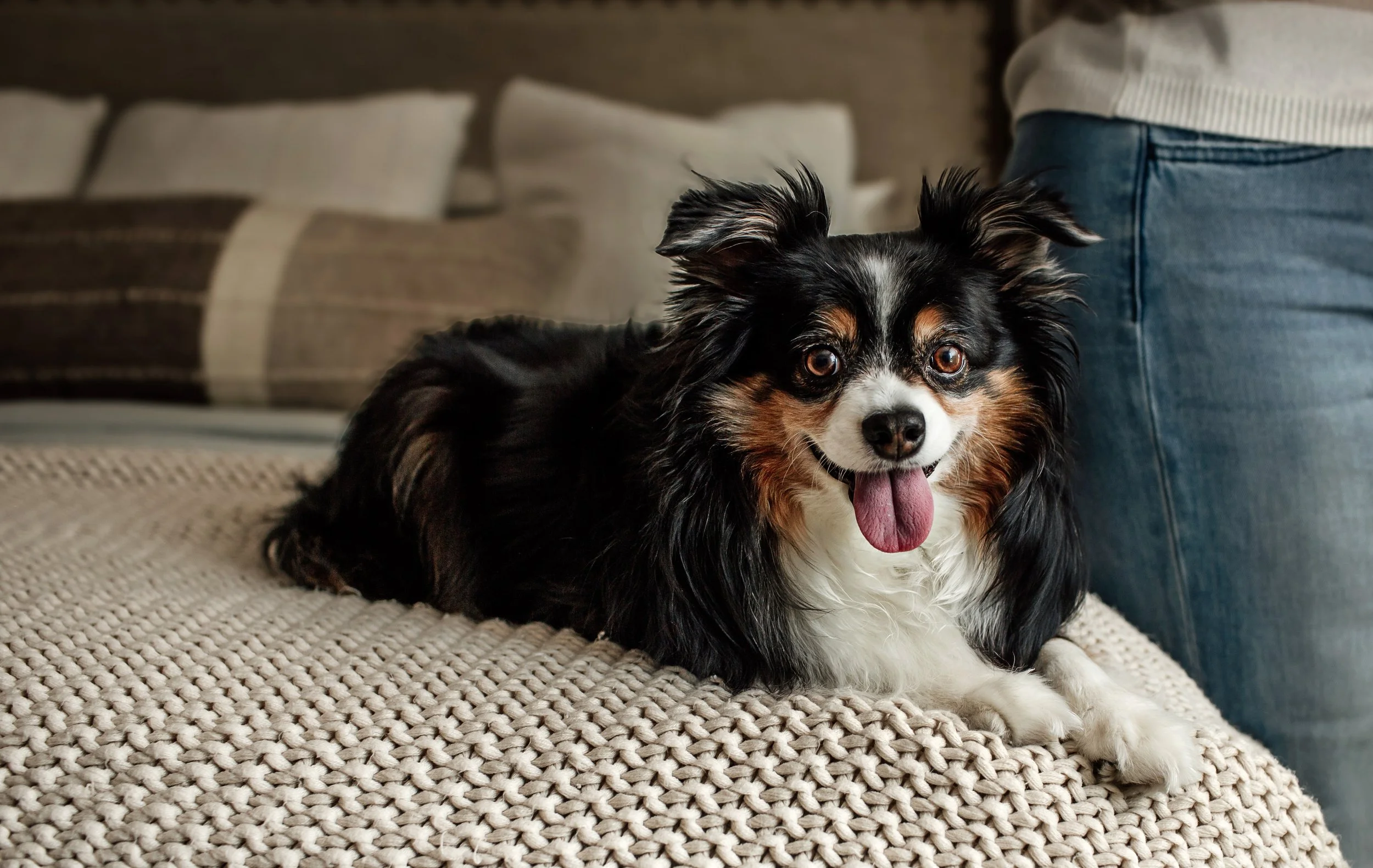 dog photo during a denver lifestyle newborn session