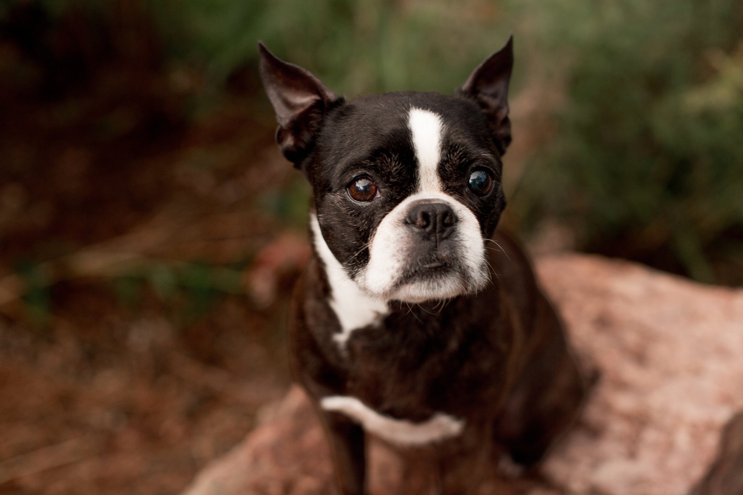 Senior Boston Terrier photographed outdoors in Denver during a pet memorial photography session with her owner.