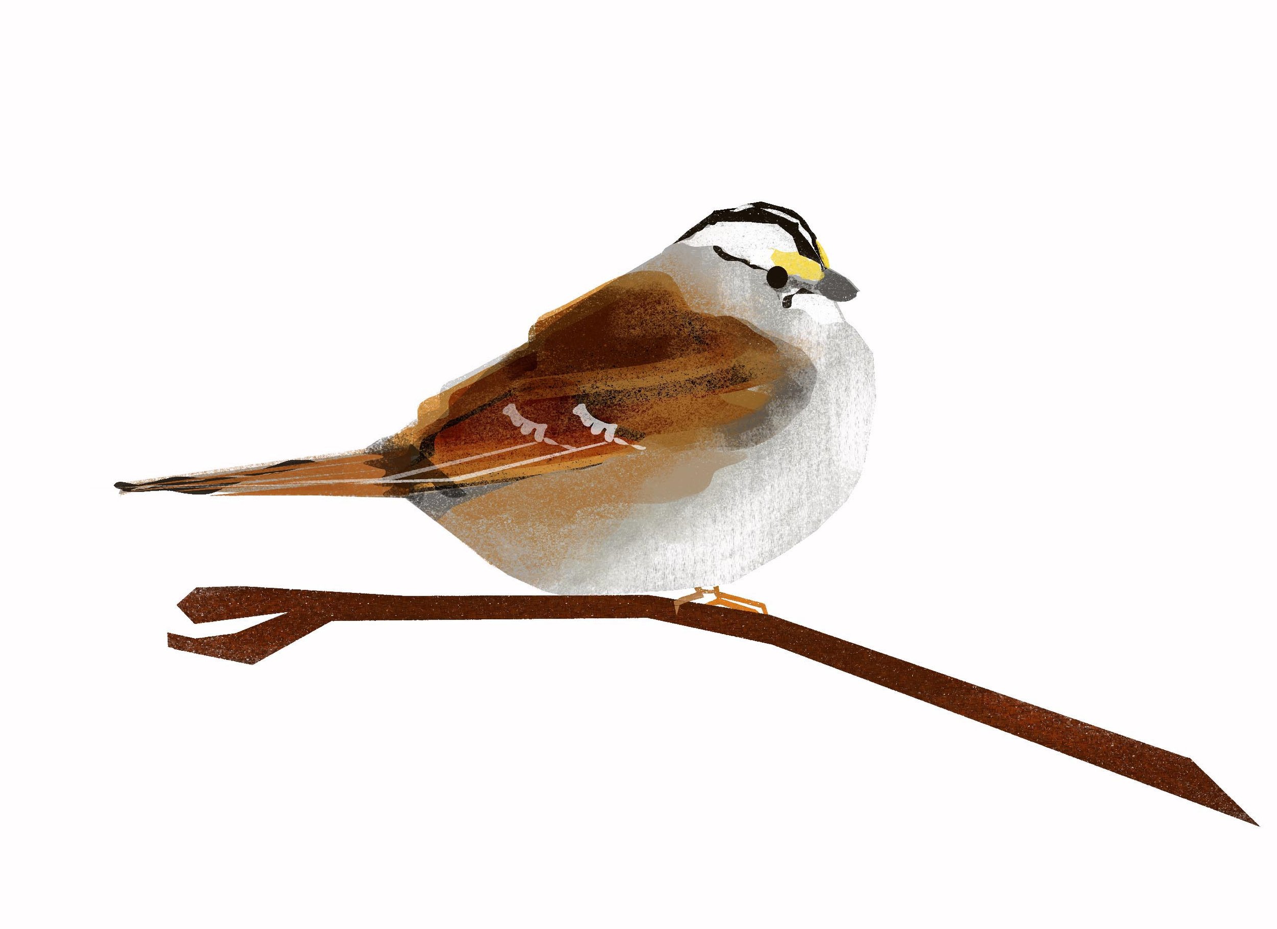 White Throated Sparrow copy.jpg