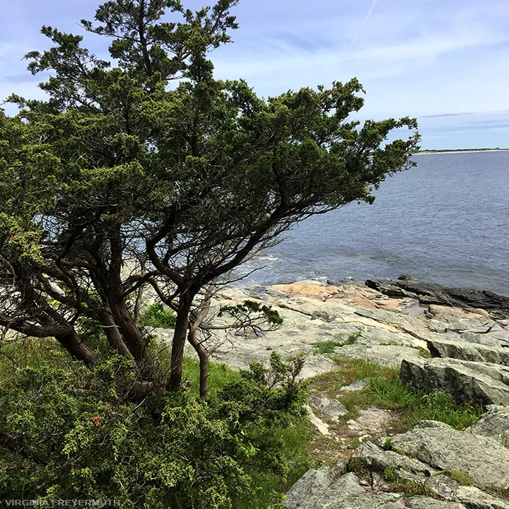 Virginia Freyermuth_Coastal Walk