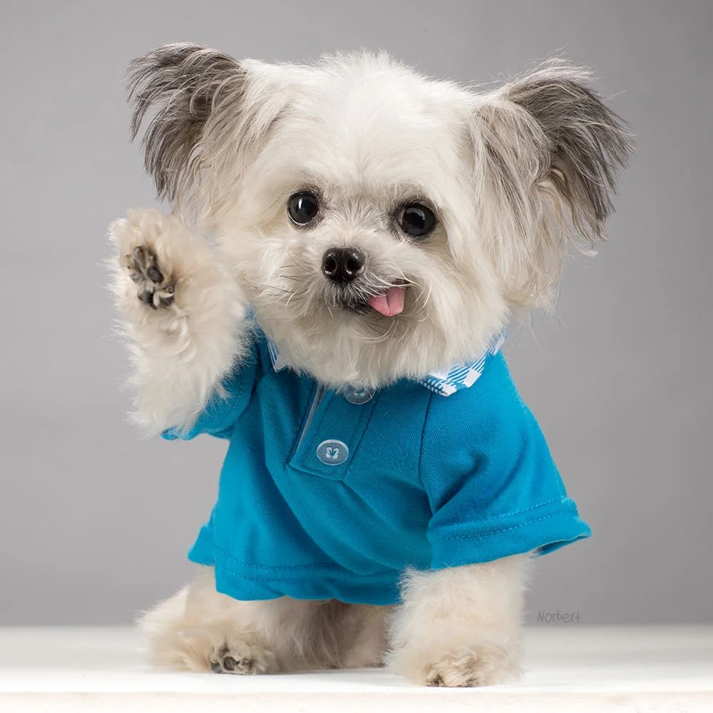 Norbert in a Blue Shirt.jpeg