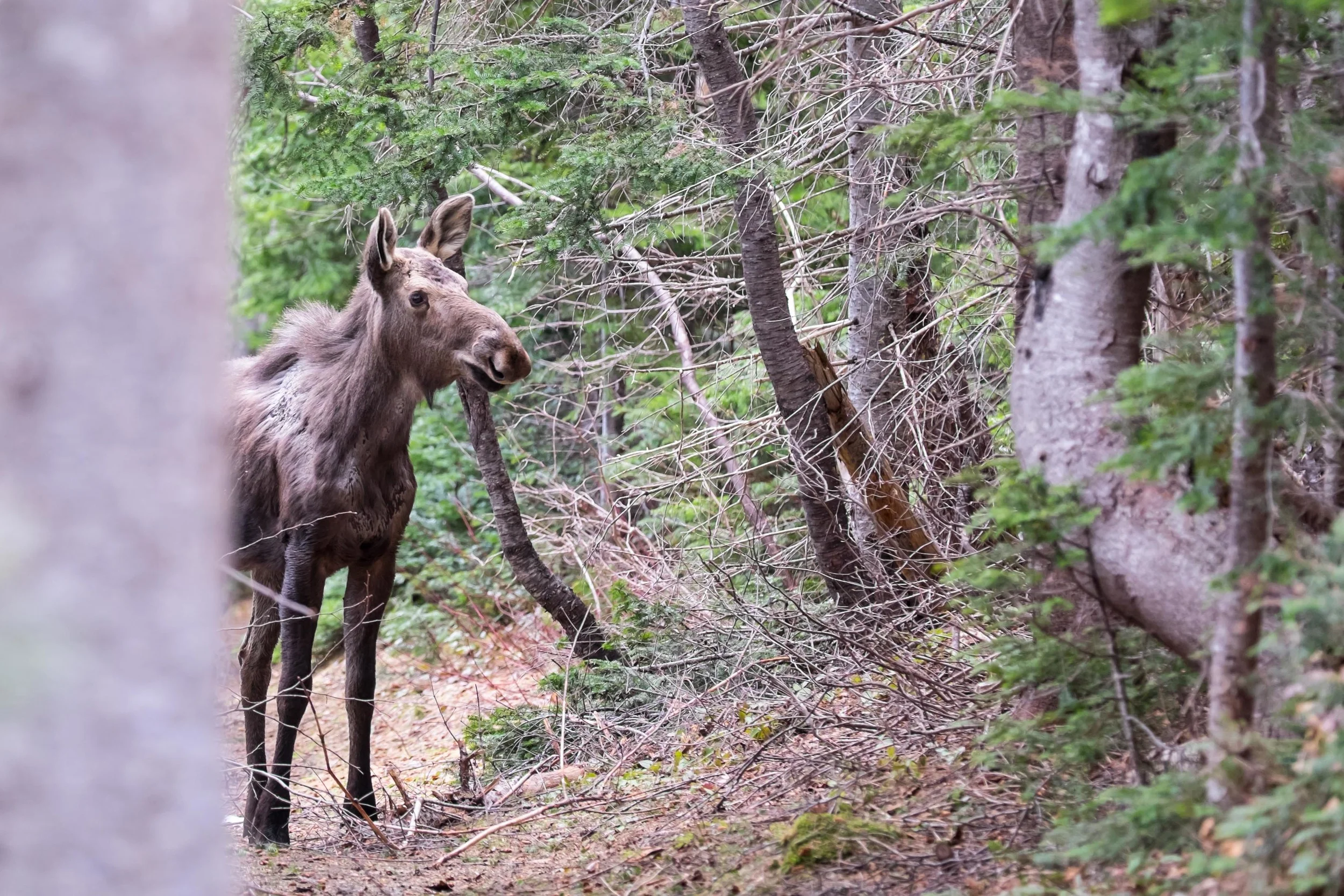 Moose number ONE, "Hey buddy, don't charge at me please"