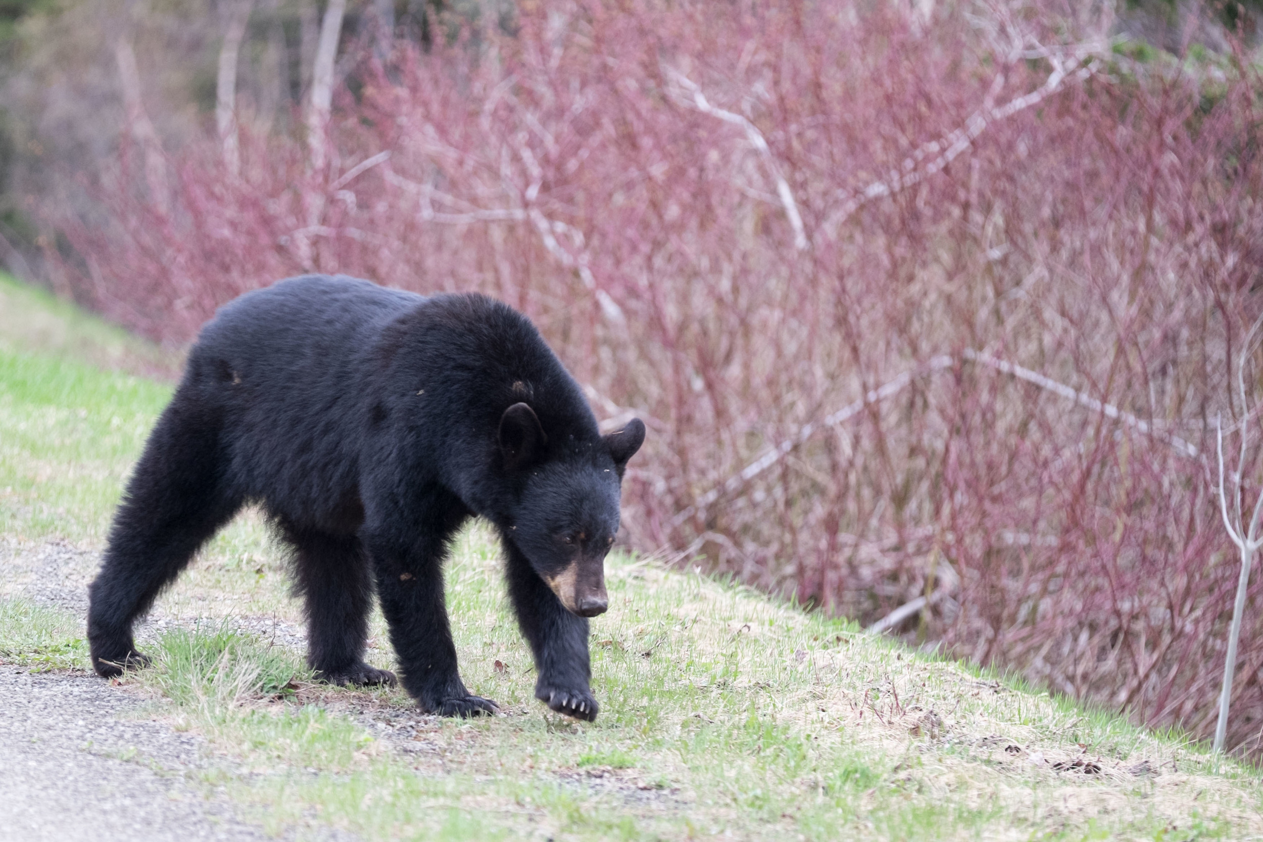Mother Black Bear after a long winter, Forillon National Park