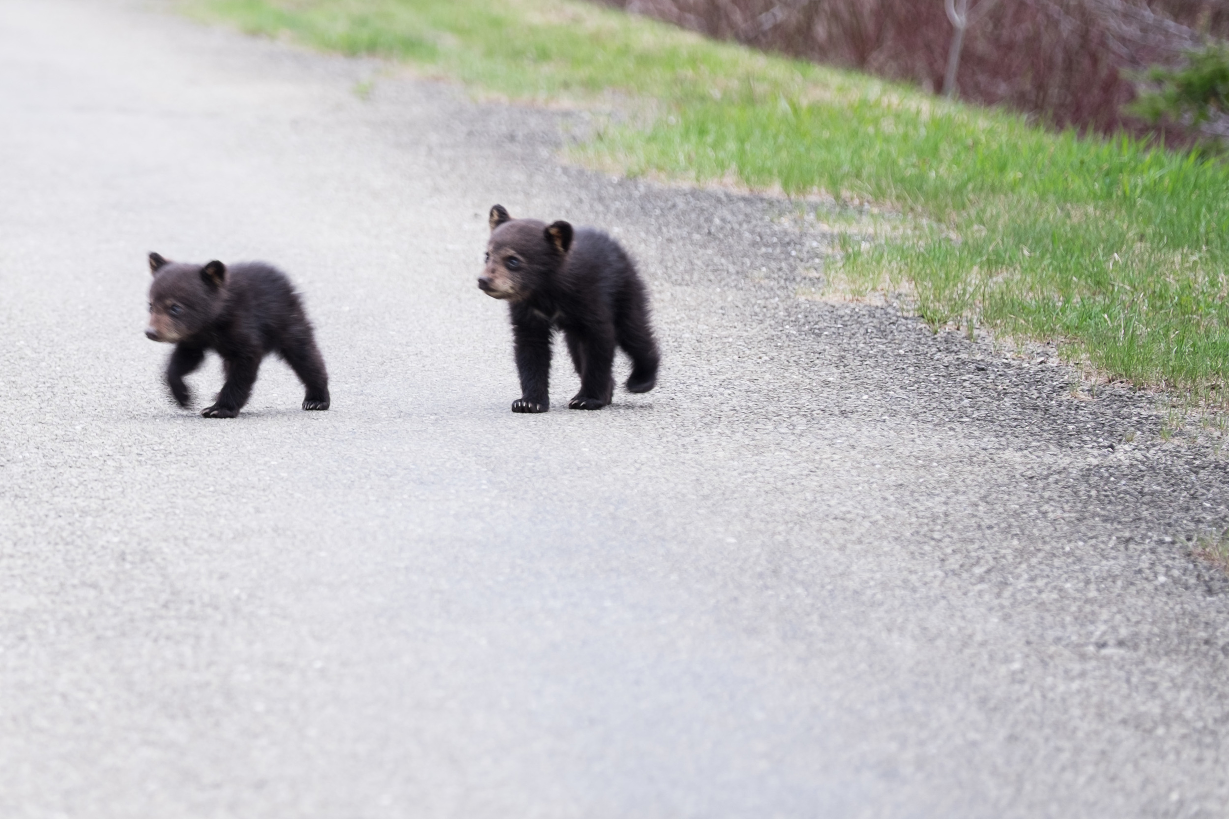 Why did the cubs cross the road? To follow momma bear of course! - Young Bear Cubs Forillon National Park