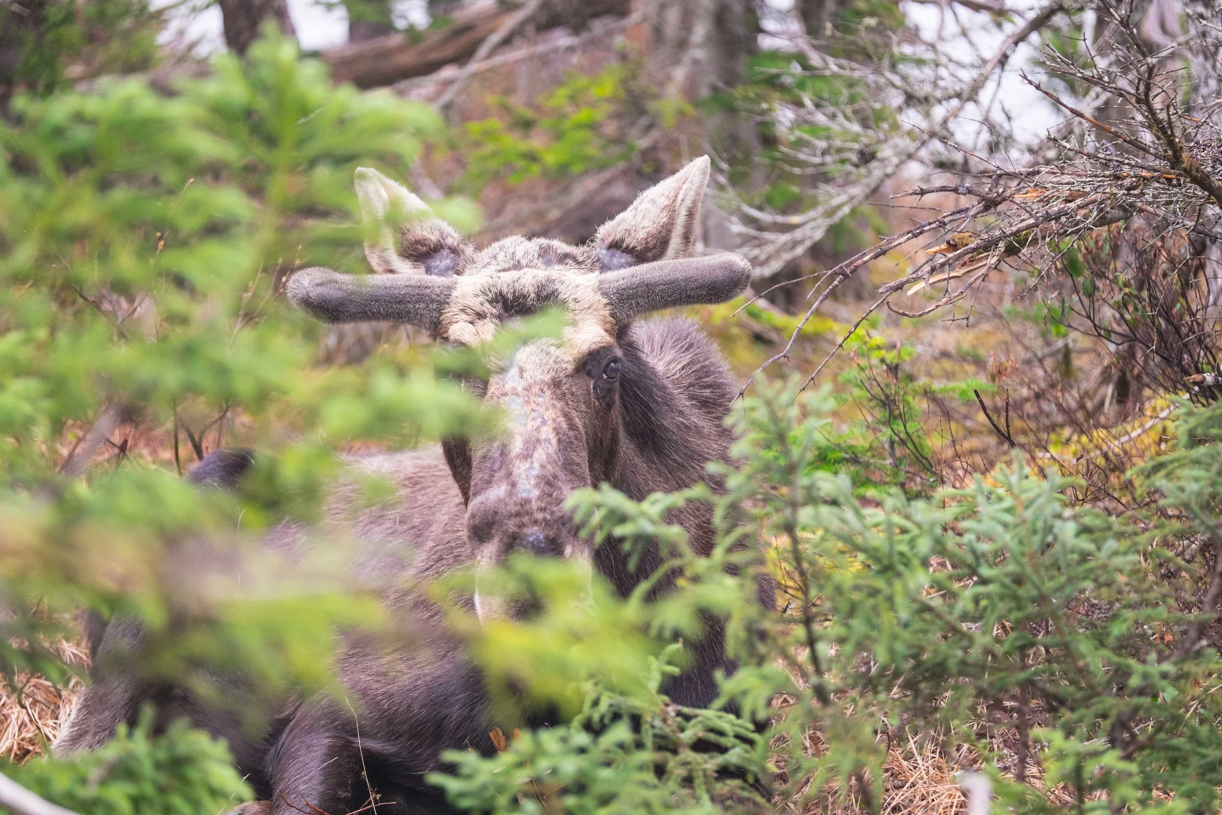 Moose Lying Down in Rain at Benjie's Lake taken from 10 feet after much patience and wishing for a peaceful resolution.