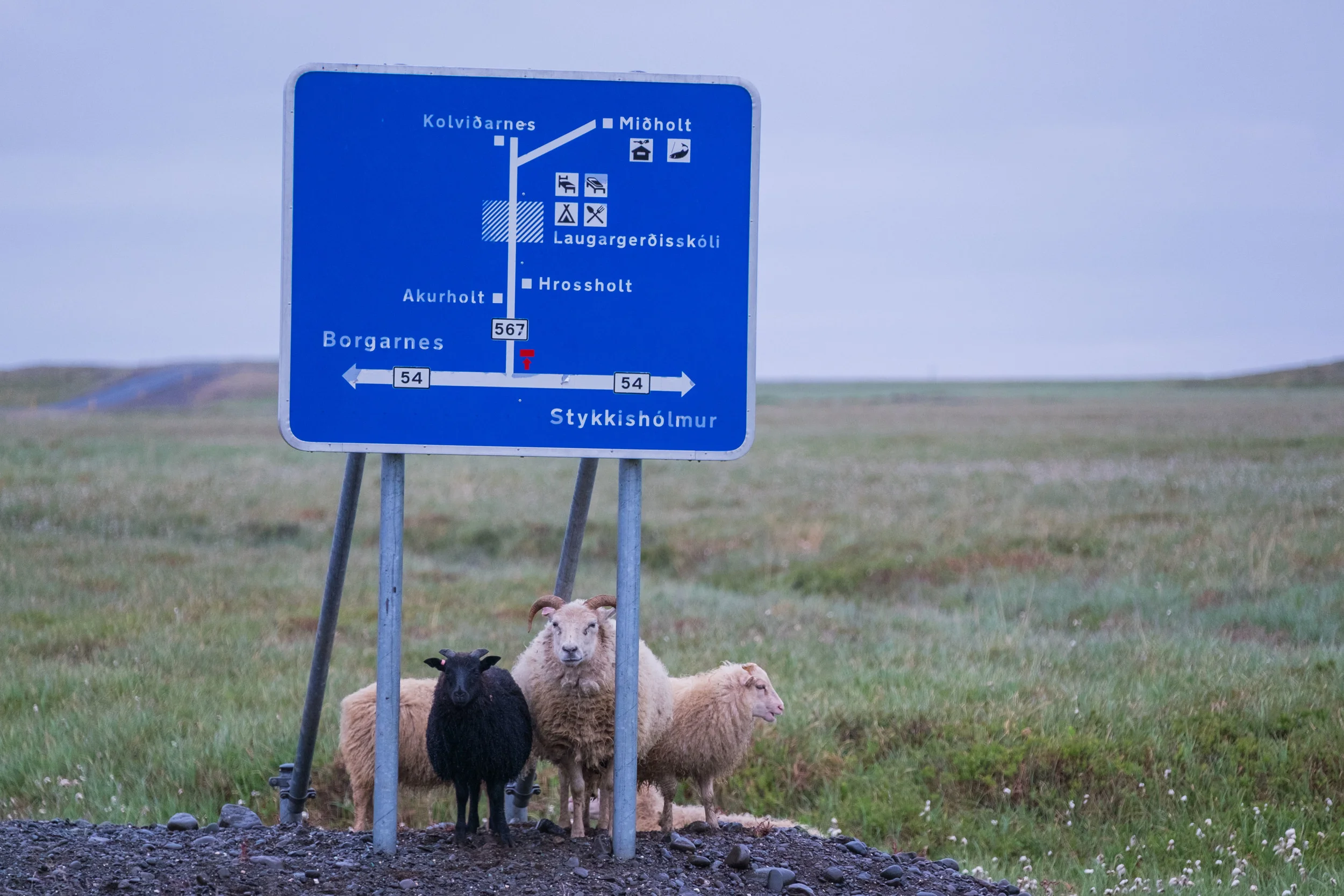 As I drove around feeling a bit let down due to the grey and raining weather looking for things to shoot, these guys jumped out at me. I found it amusing that they were huddled together under a road sign clearly providing very little shelter.