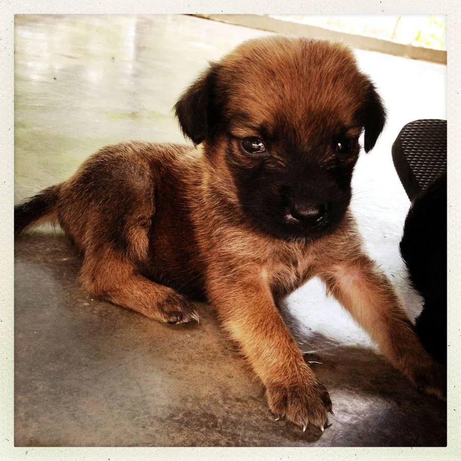 pescy dogs puppy.jpg