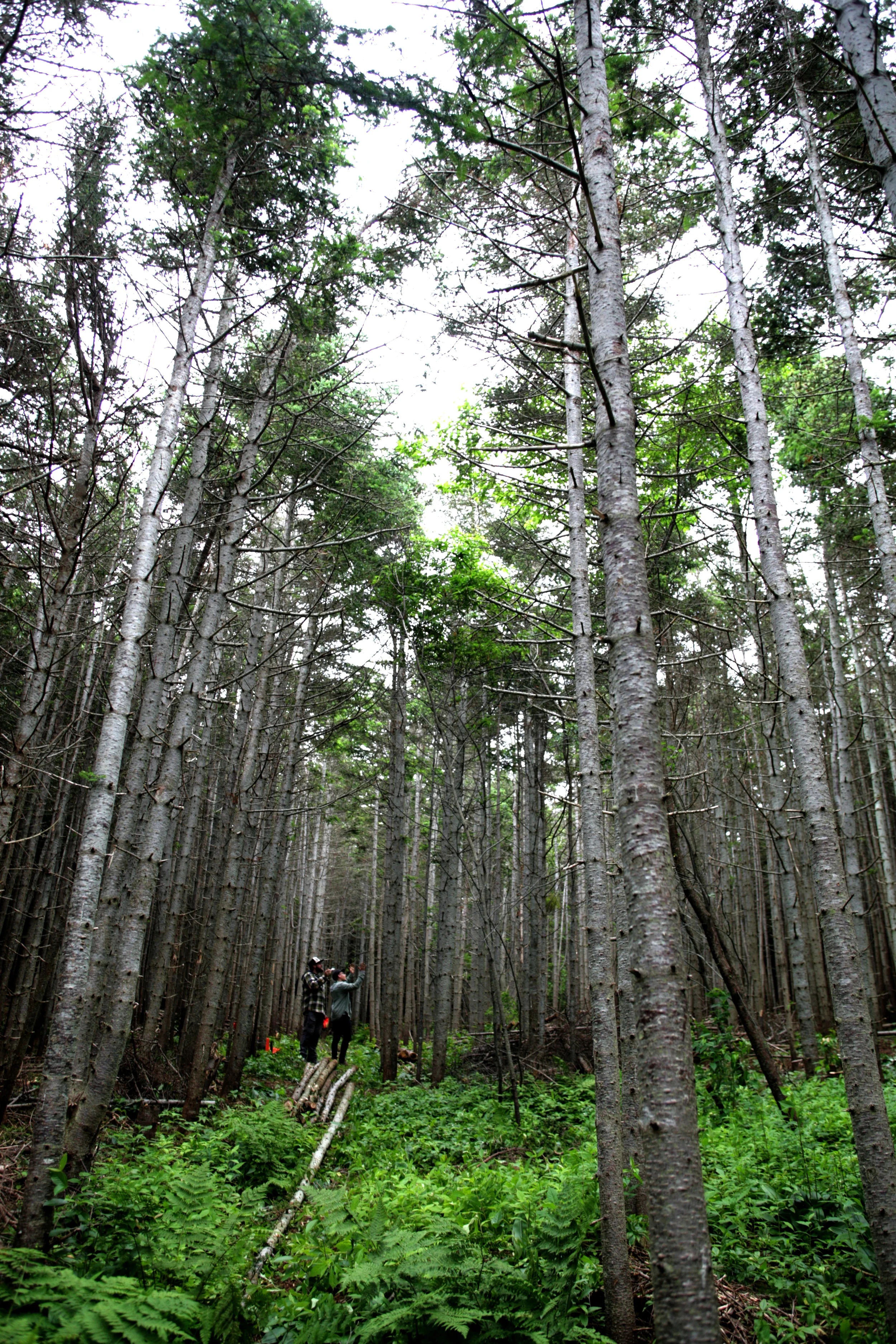 2nd Obstruction2.JPG