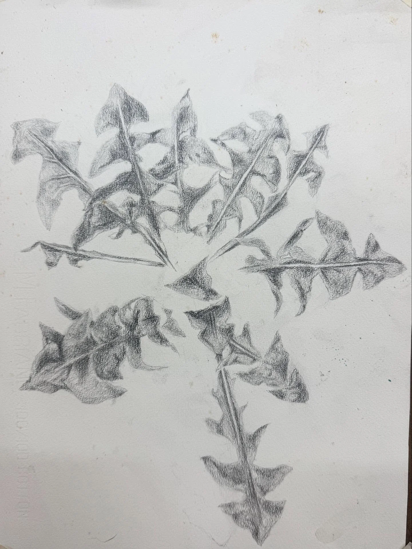 Drawing and building more visual language from my #walkshops with @vassiliki.chs 
Planning to layer this in encaustic and clay.

A lot of life has happened while working on this study. I hope I can keep this plant&rsquo;s energy as I travel these yea
