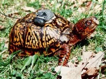 GPS-equipped turtle runs into reefer farm, gets high-fives from police