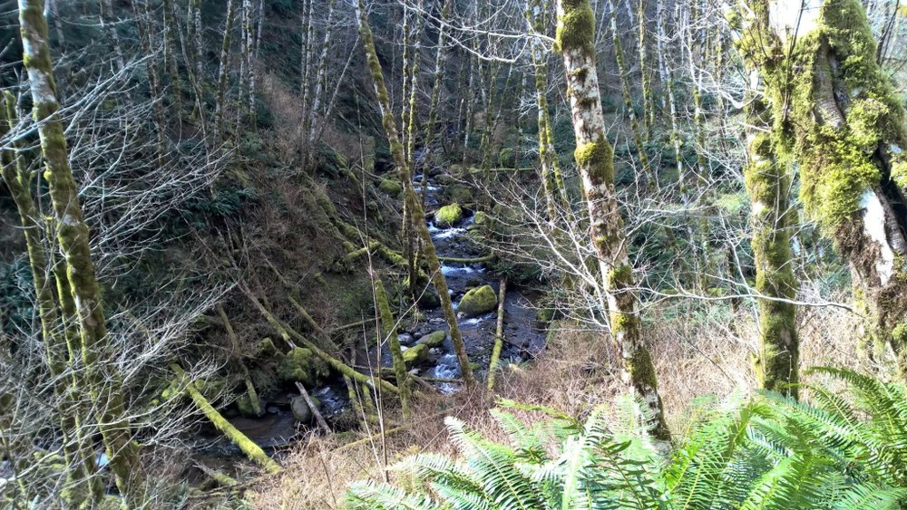 Wilson River below