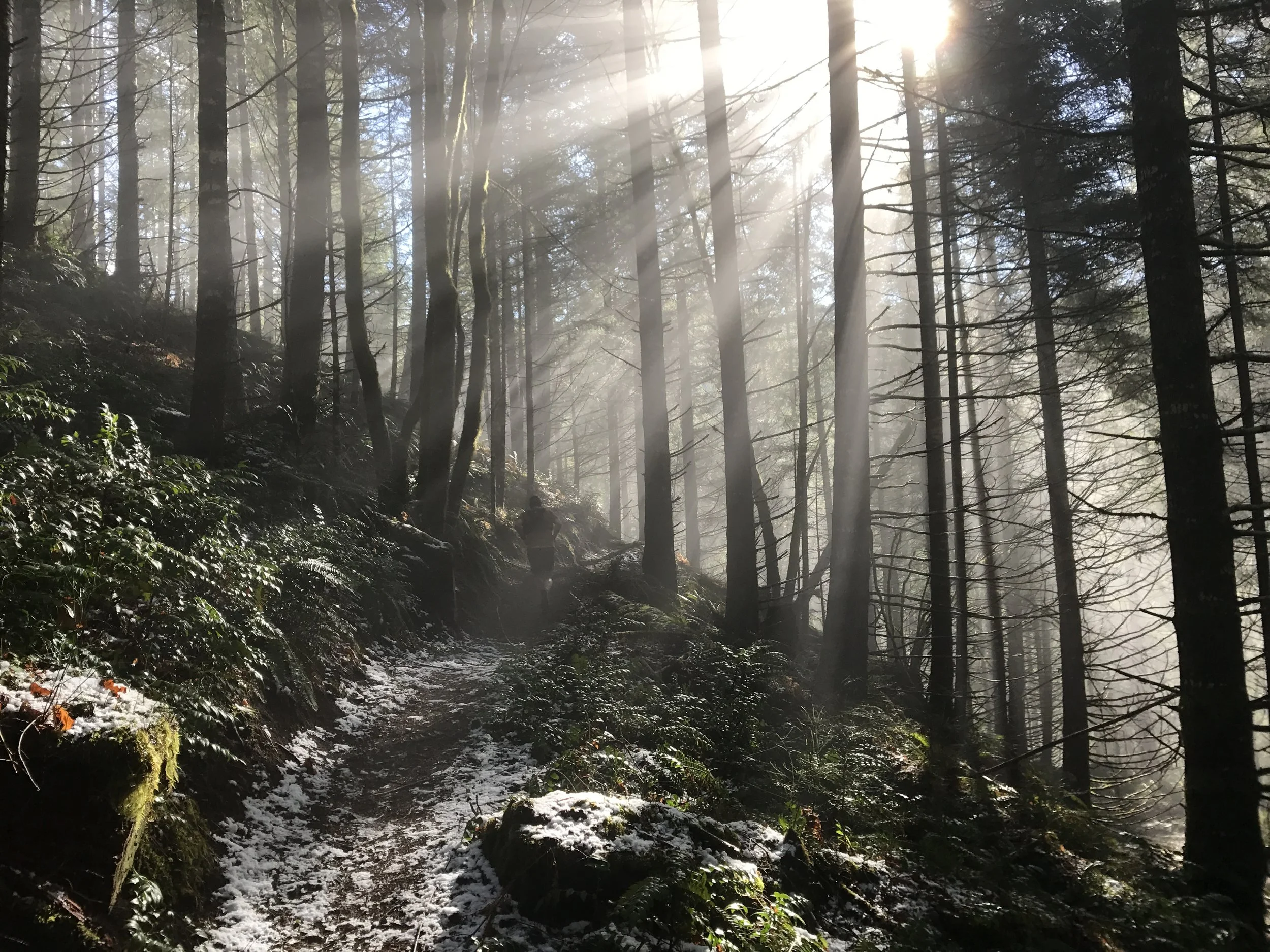 Green, sun, snow - Wilson River Trail - Tillamook