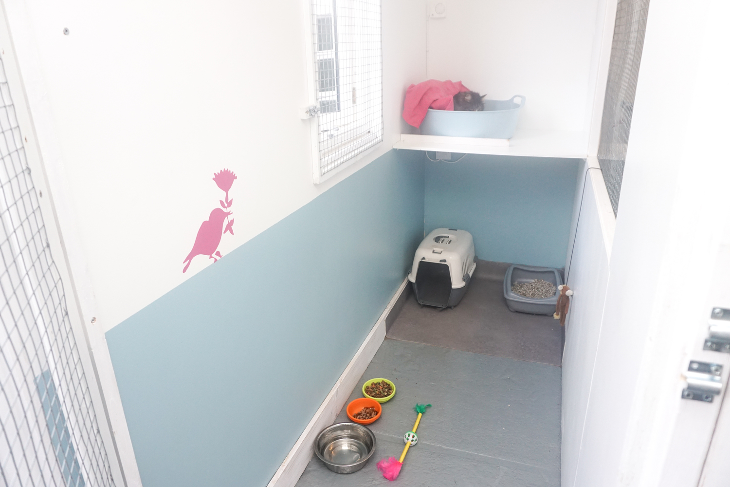 cat's cradle boarding cattery