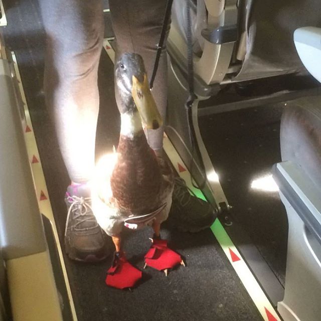 if daniel the emotional support duck is allowed to fly in plane cabins, why are @united @delta and so many others such dicks about carrying on instruments, which will often break if checked?

is it because we don&rsquo;t explicitly say that our instr