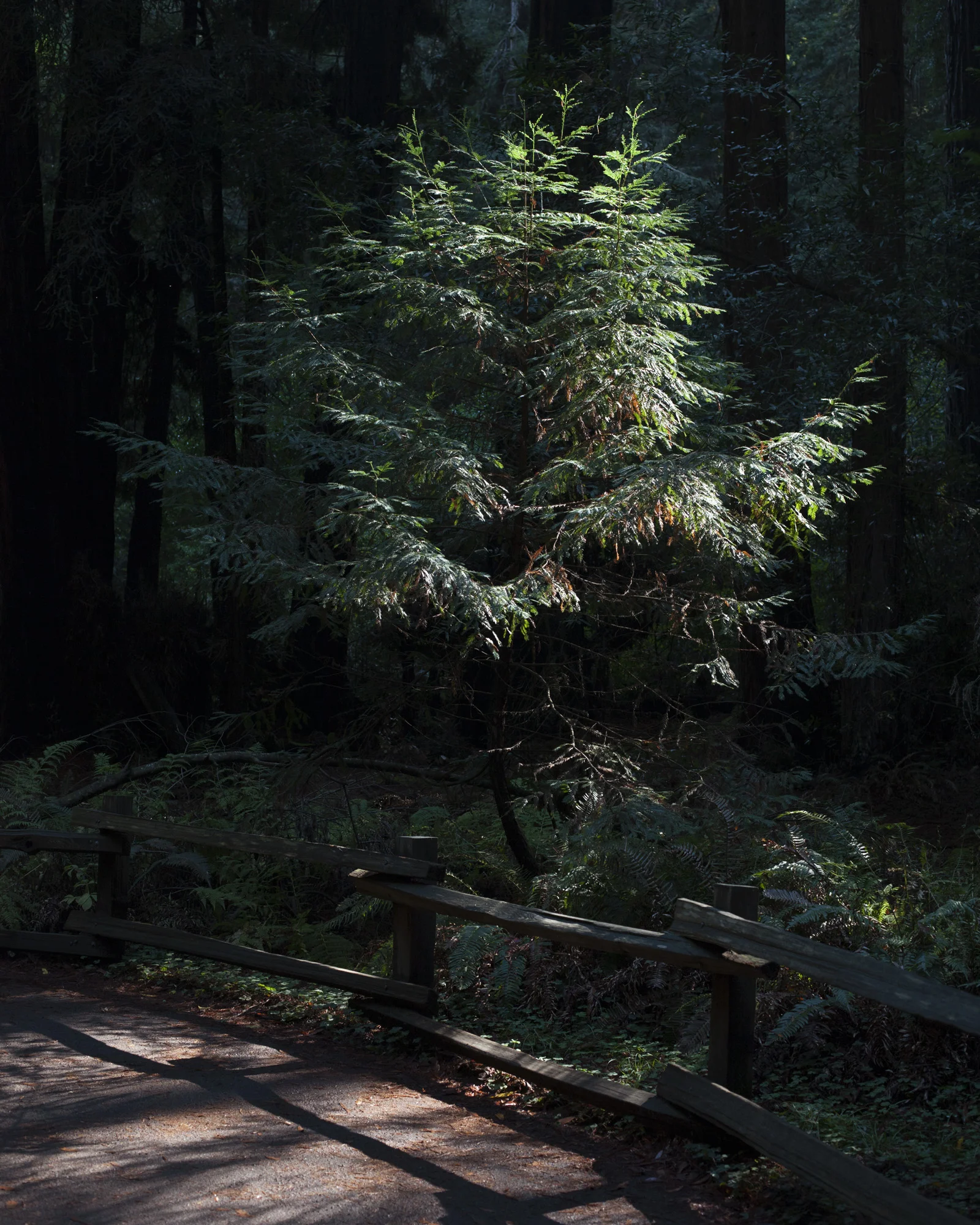 Muir Woods, 2016
