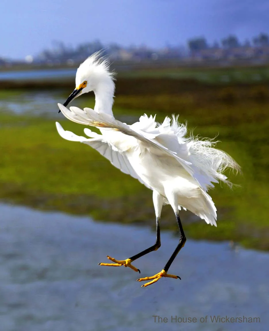 26        16x13..Touch Down..WM...jpg