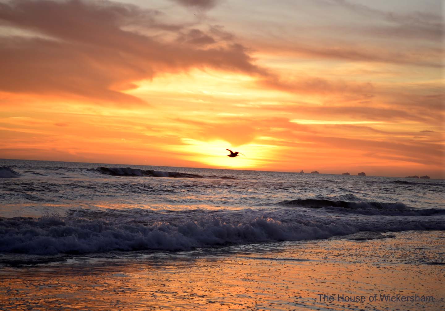 "Avian Sunset"     #AW087