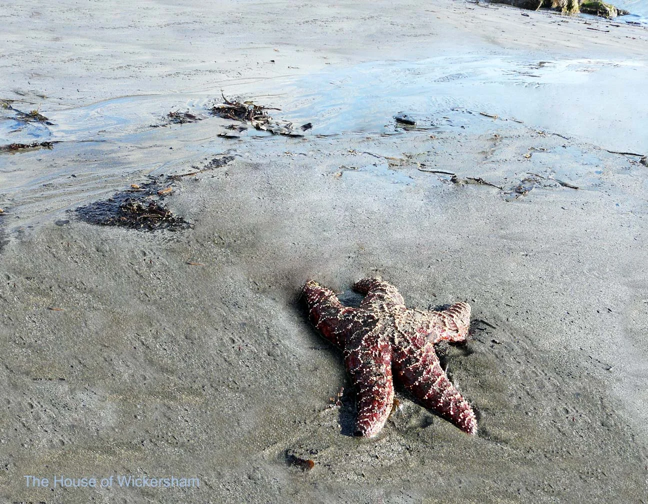 8     14x18...Baqthing Beauty..WM...jpg