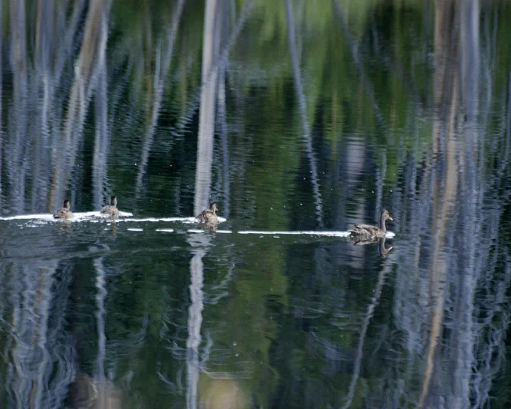 Ducking Away..Squarespace...jpg