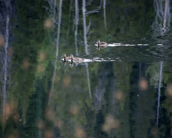 Ducks on Glass ..Squarespace...jpg