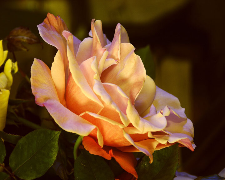 Peach Rose ..Squarespace...jpg