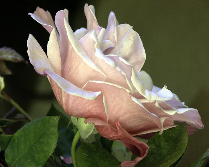 Soft Pink Rose .Squarespace...jpg