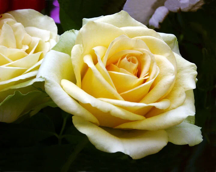 Soft Yellow Rose..Squarespace..jpg