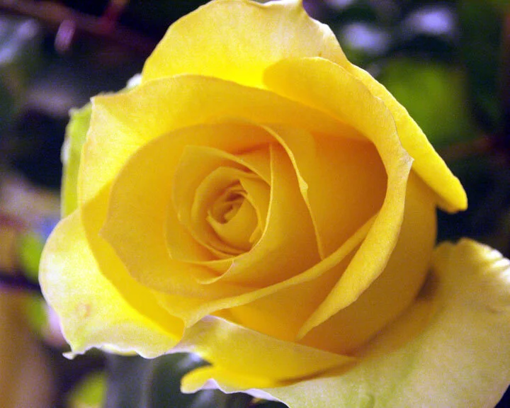 Sunshine Yellow Rose..Squarespace..jpg