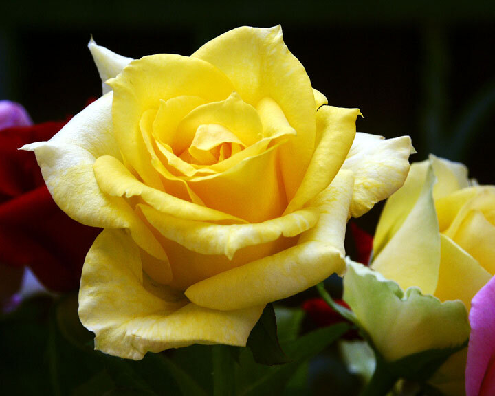 Vibrant Yellow Rose..Squarespace...jpg