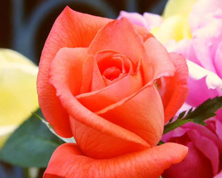 Vibrant Orange Rose..Squarespace...jpg