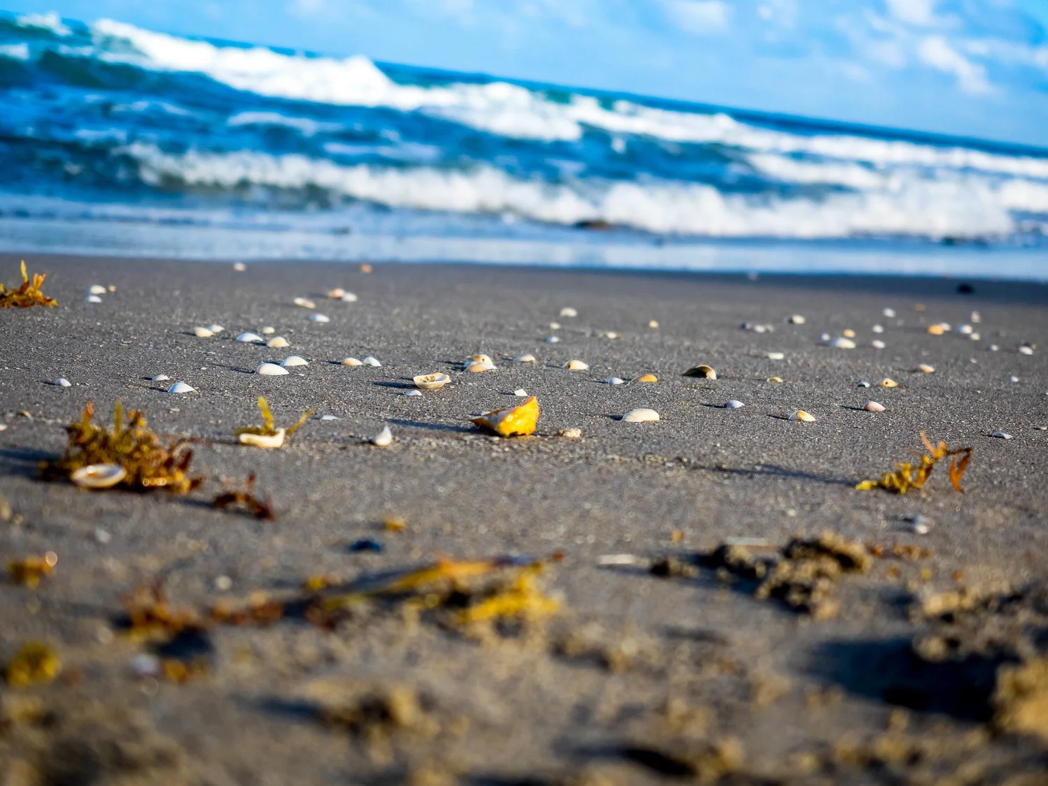 Beach&shells.jpg