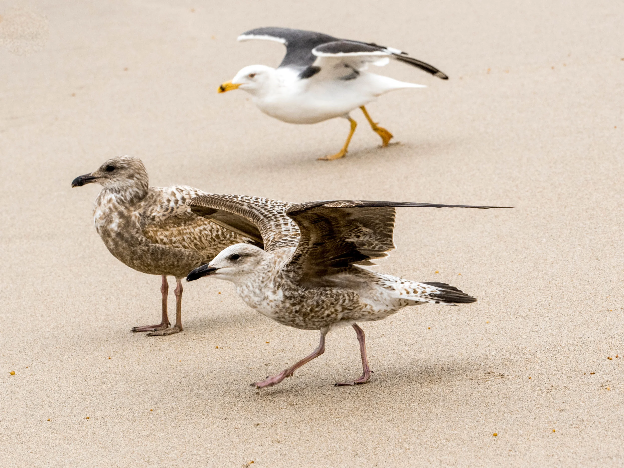 beaches5.jpg