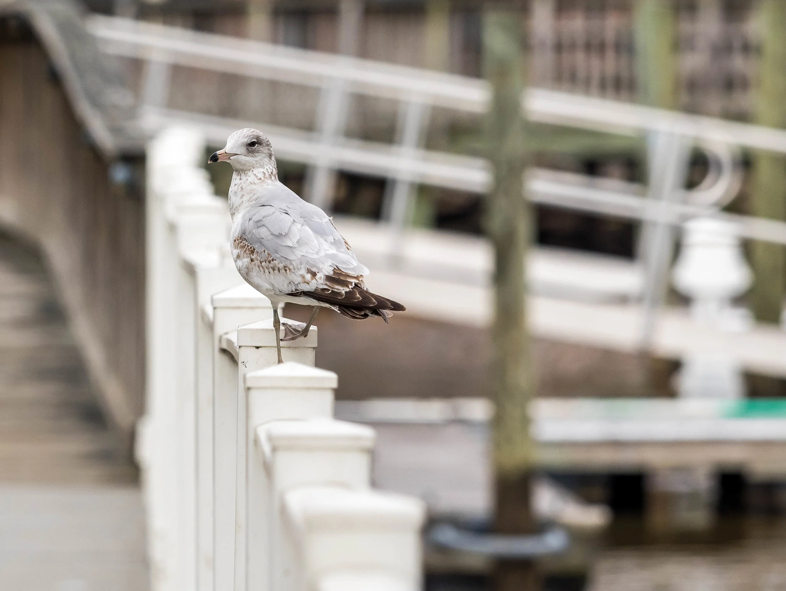 gull1.jpg