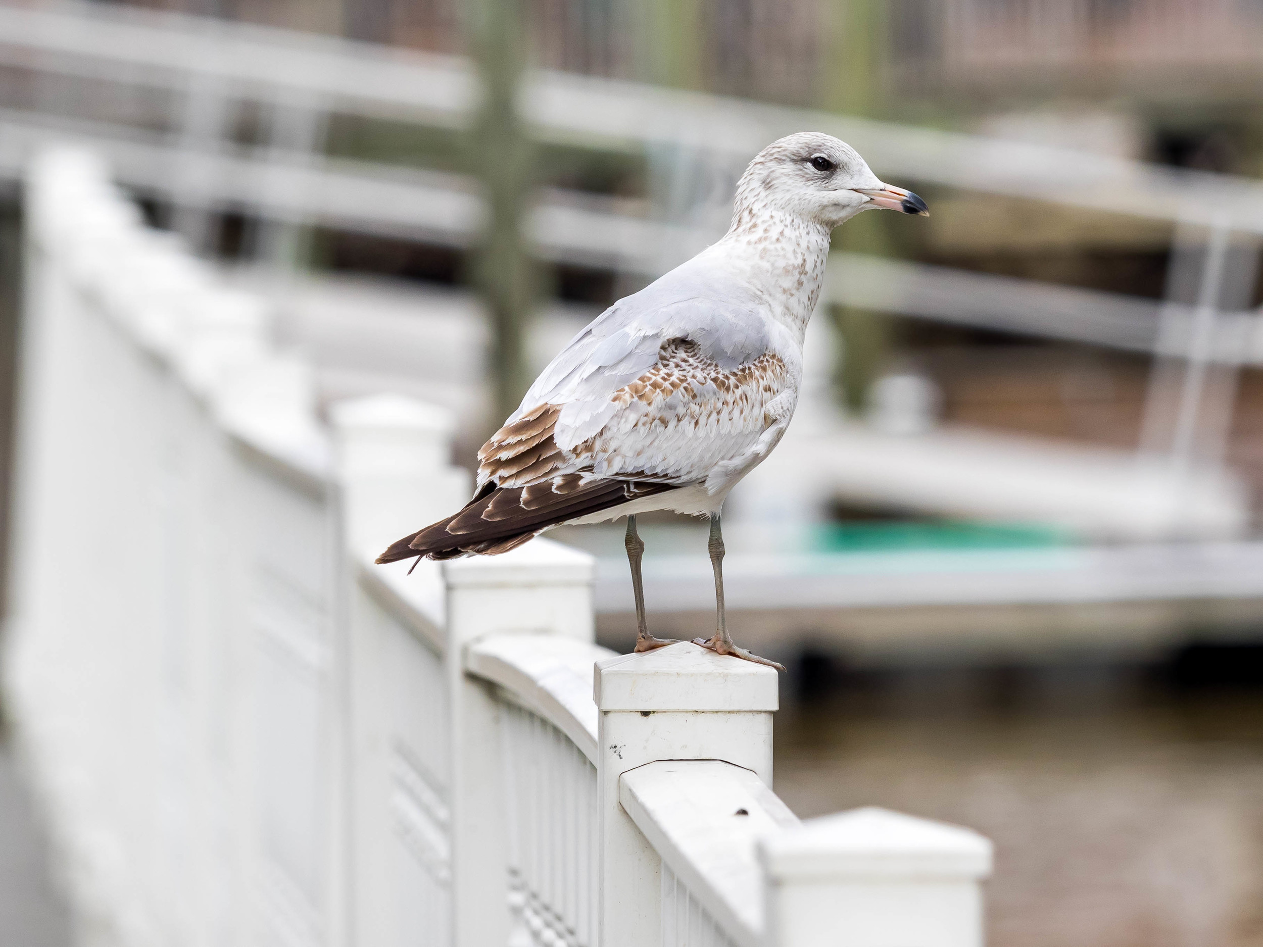 gull2.jpg