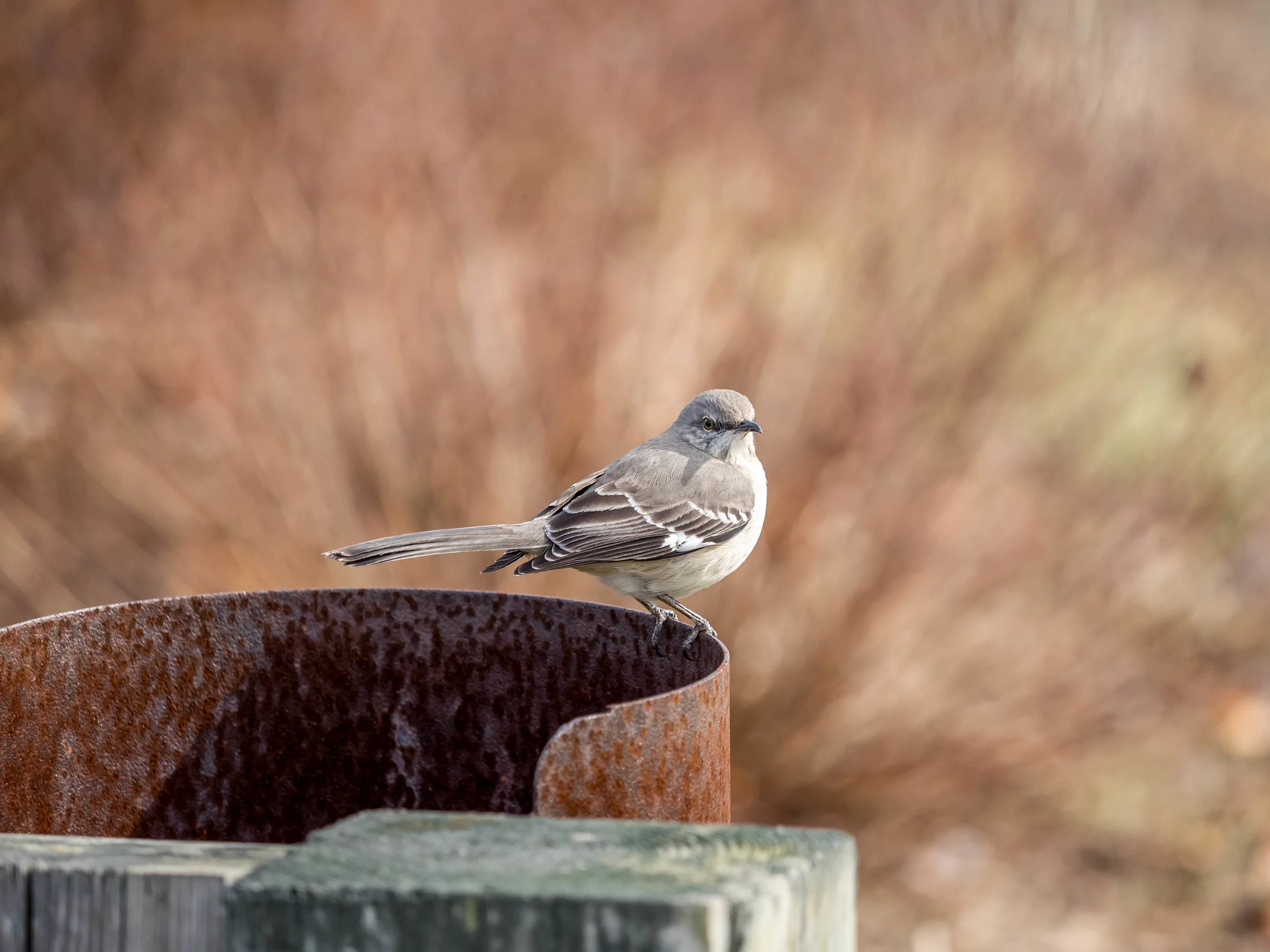 birds1.jpg