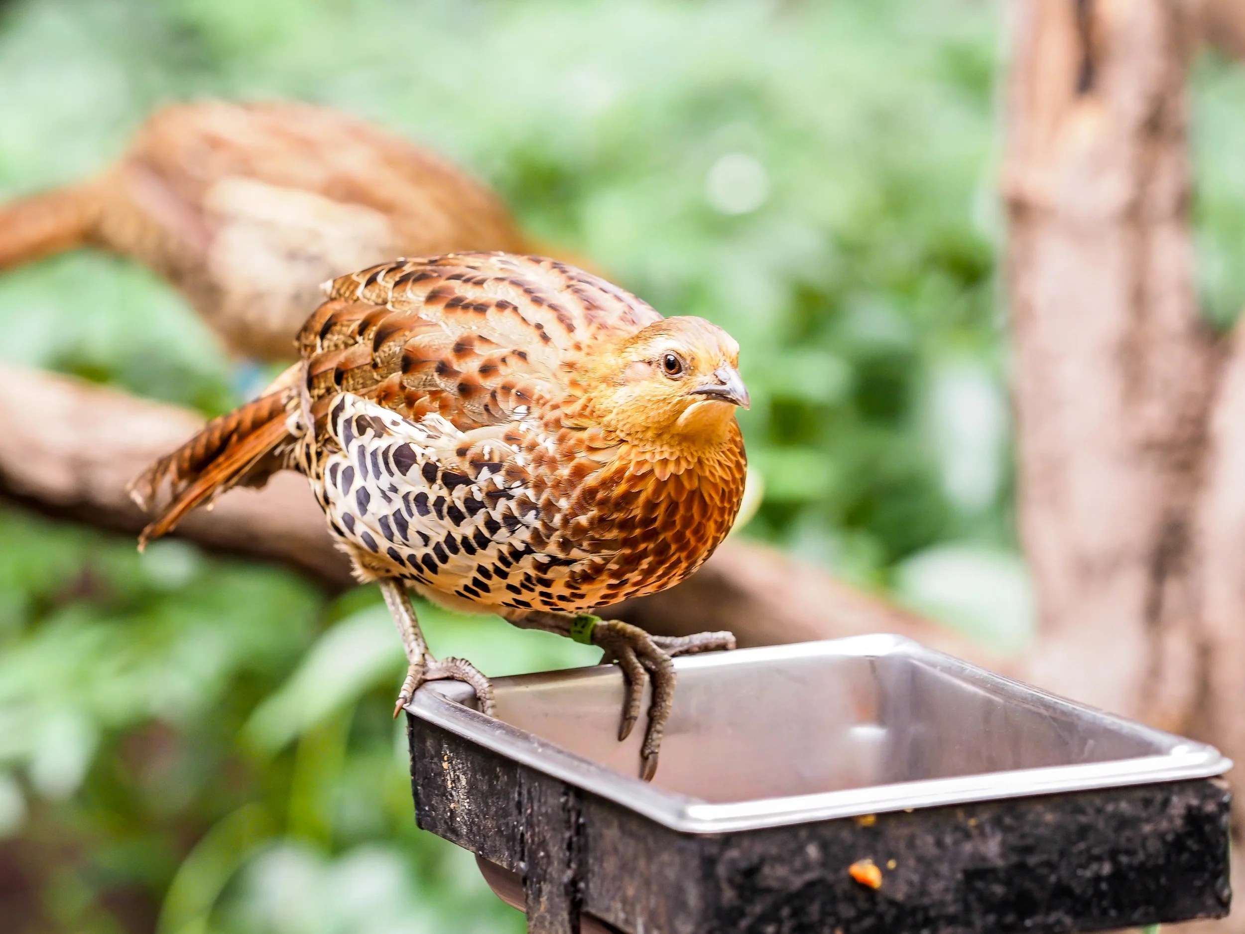 birds4.jpg