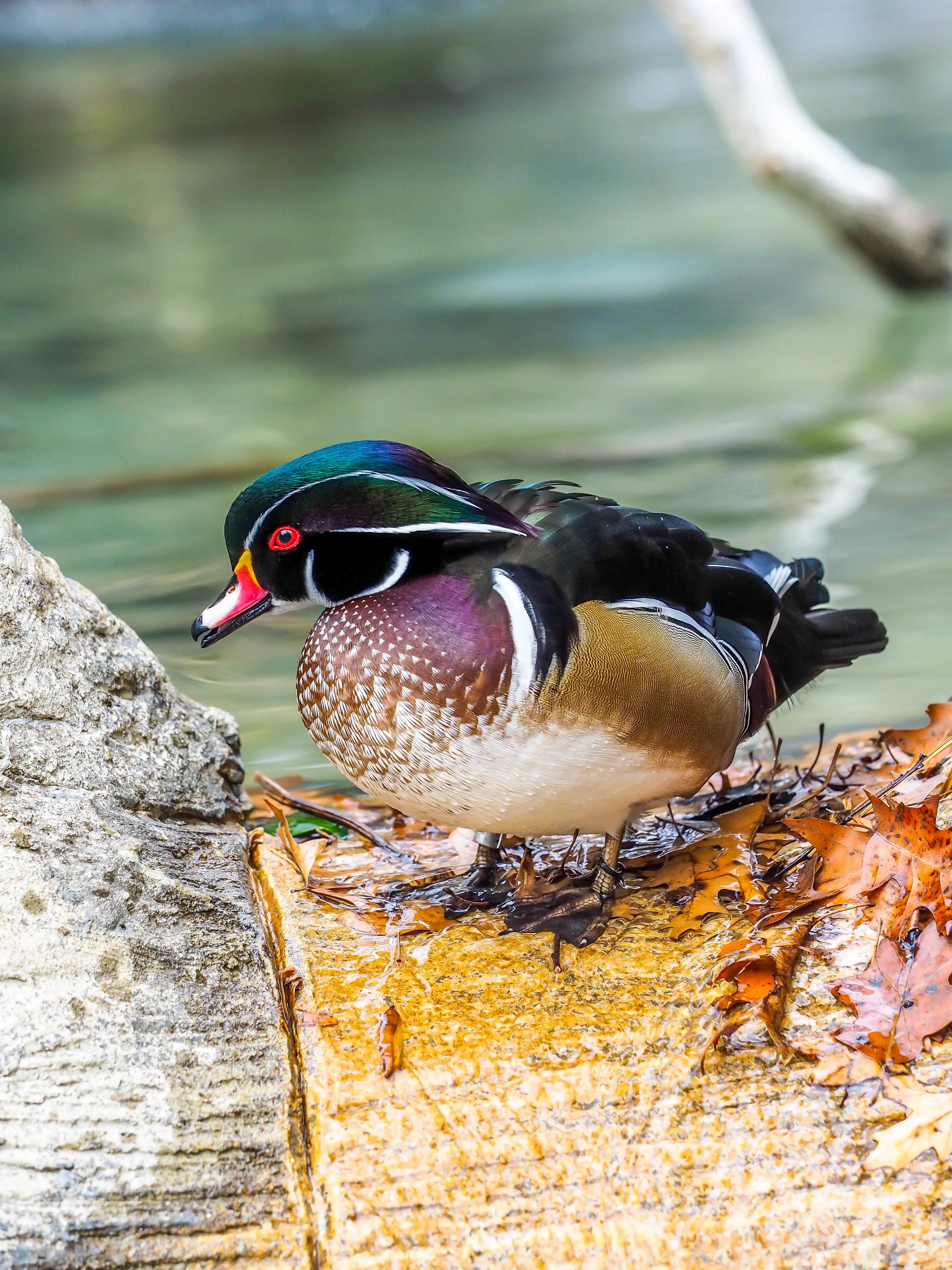 birds3.jpg