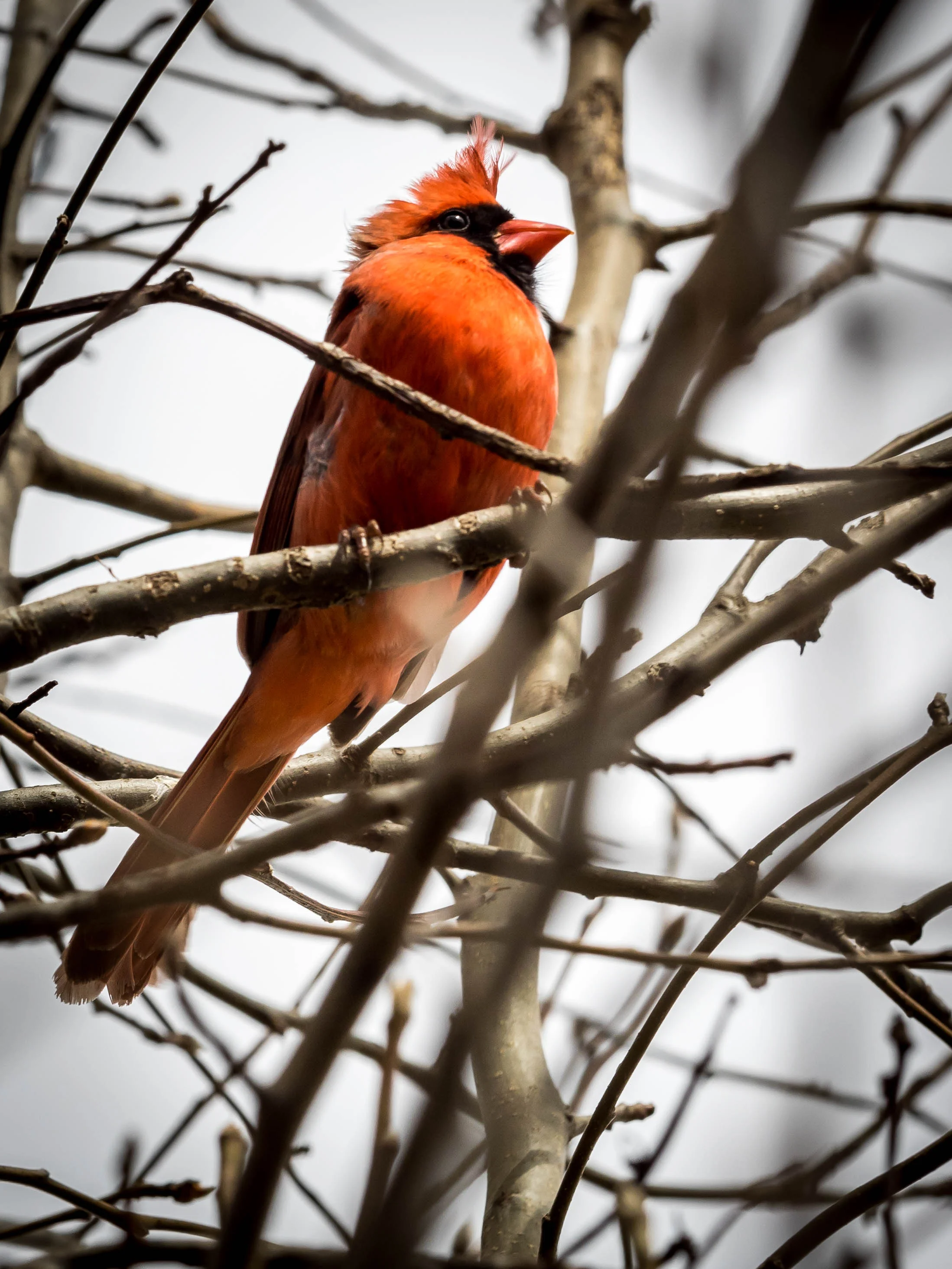 birds6.jpg