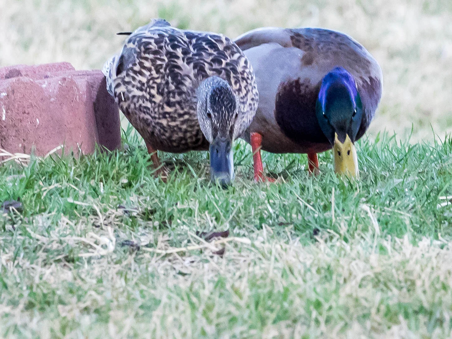 birds7.jpg