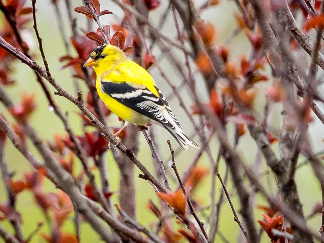 birds8.jpg
