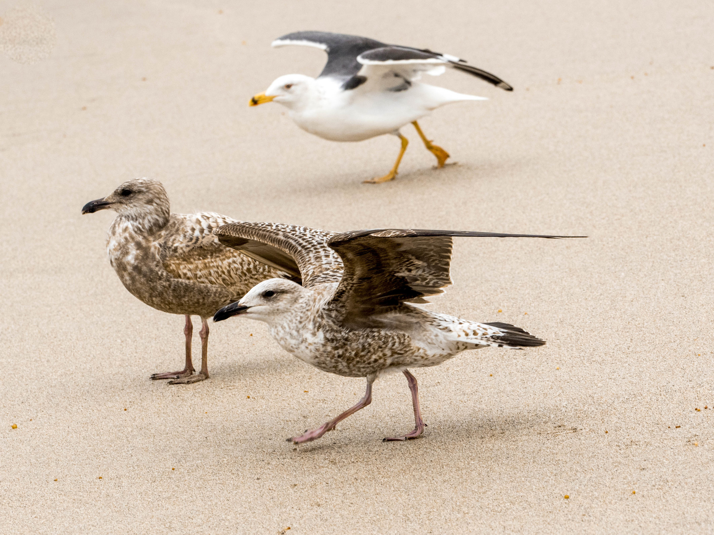 beaches5.jpg
