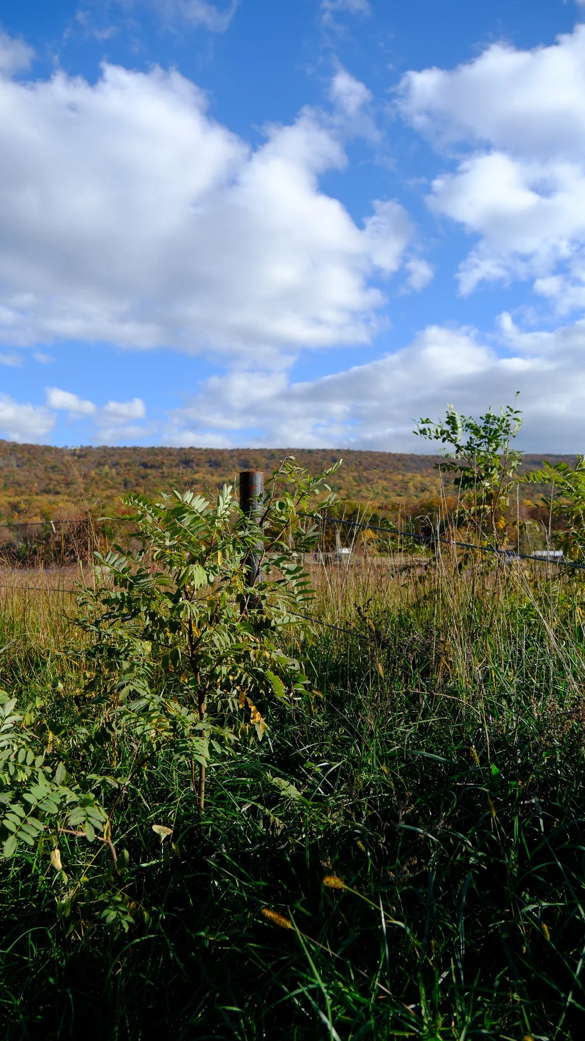 DSCF0970.jpg